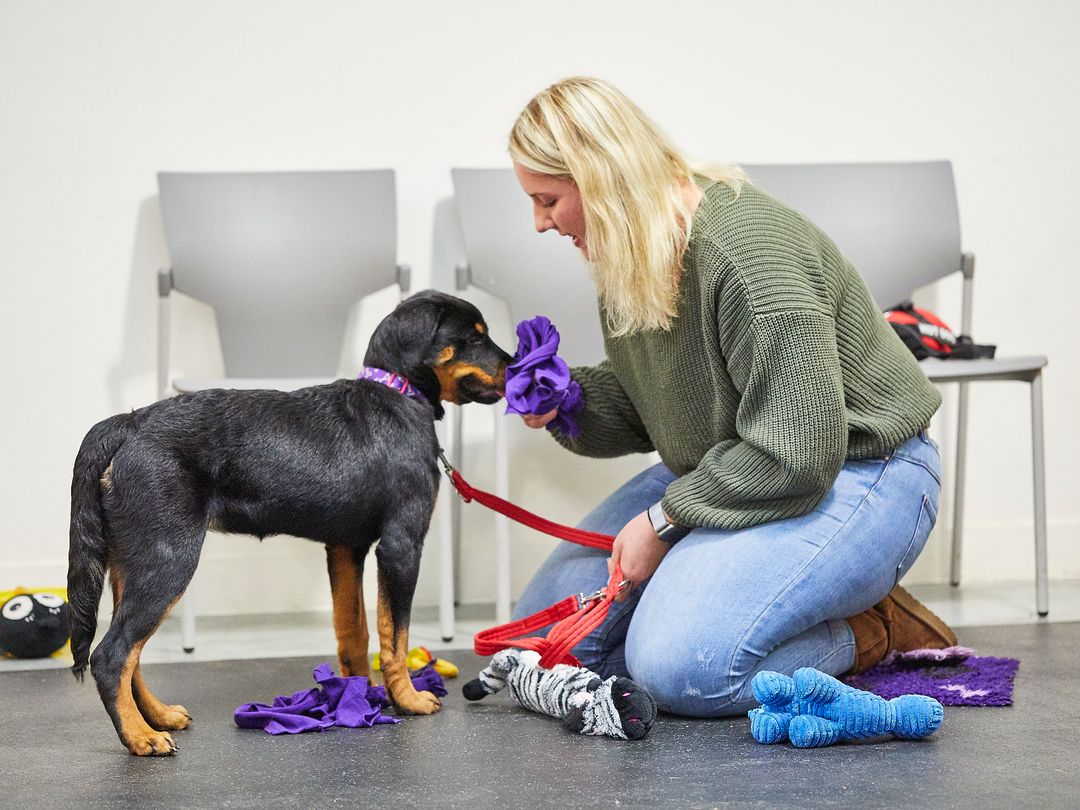 Puppy enjoys their Dog School class and creates a bond with their owner