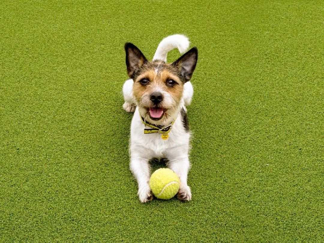 duggie jack russel