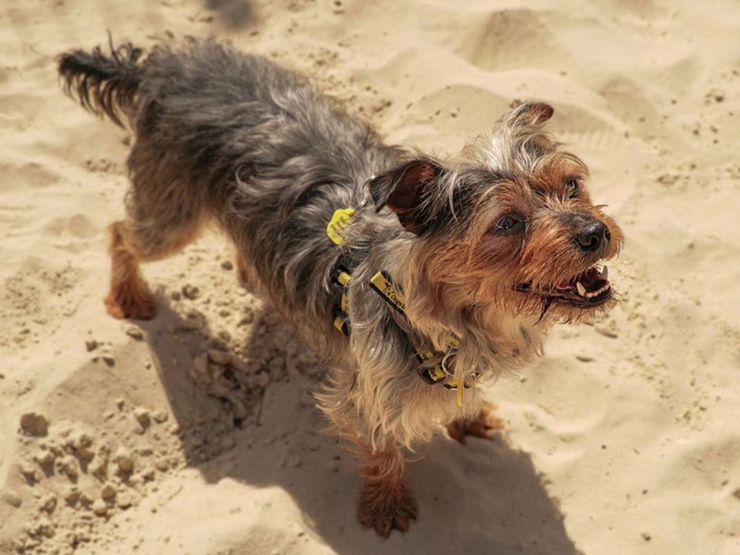 Rex the Terrier on a sandy beach