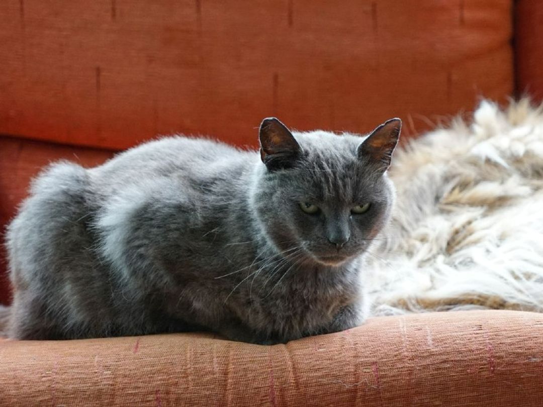 Cat sat on red sofa