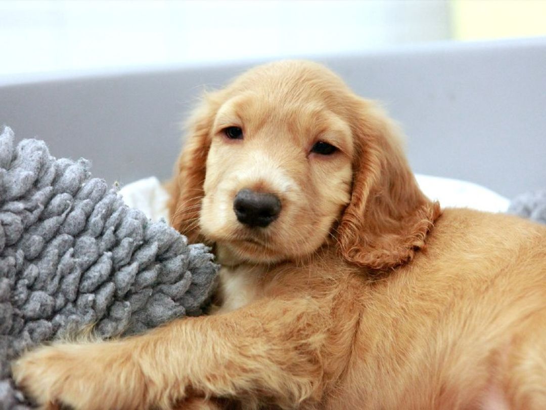 labrador puppy lying on blanket looking to camera