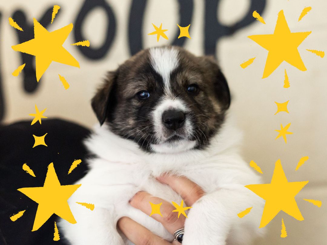 A white and brown puppy being held by a carer