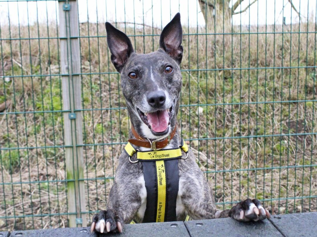 Bella the black brindle Lurcher, perched on a dog ramp on her hindlegs in the playarea, looking at the camera.