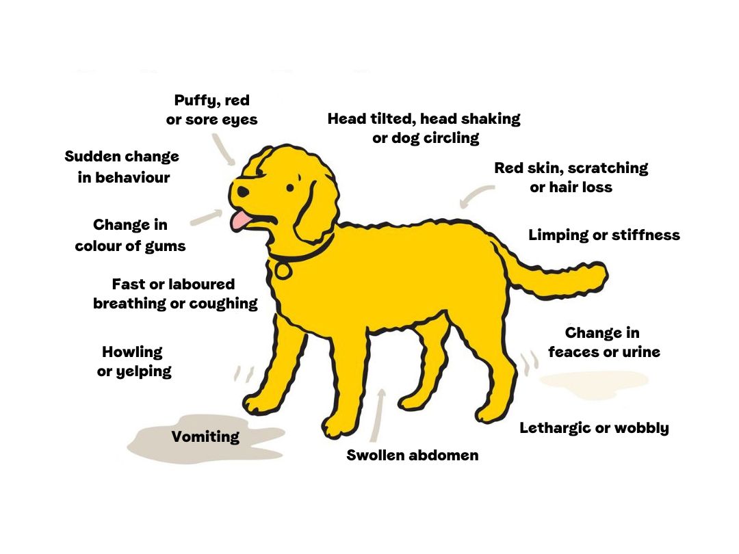 Illustration and annotations of signs of ill health in a dog. Includes: swollen, puffy, red eyes. Head tilted, turning or circling. Hair loss, changes in urine or faeces, lethargic or uncoordinated. Swollen abdomen, vomiting, howling or yelping. Difficulty breathing, change in colour of gums (blue or white). Illustration and annotations of signs of ill health in a dog. Includes: swollen, puffy, red eyes. Head tilted, turning or circling. Hair loss, changes in urine or faeces, lethargic or uncoordinated.