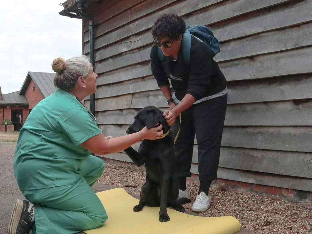 vet outside with owner and labrador having consult
