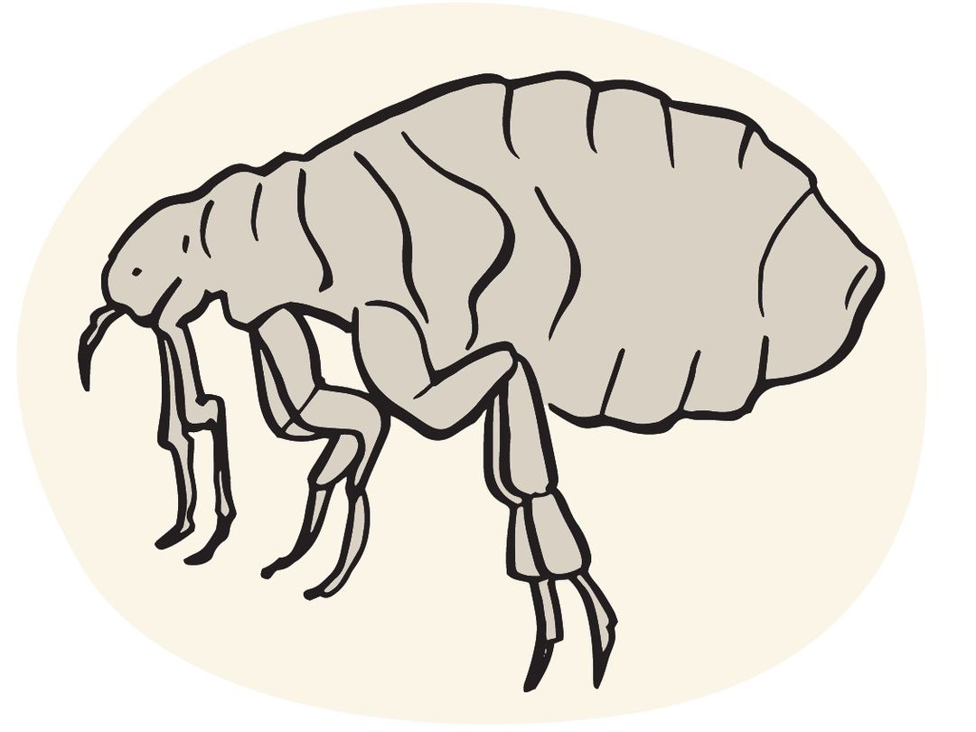 illustration of a flea