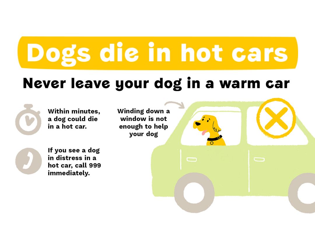 New infographic for warm weather advice. Features a yellow dog in a green car. Contains infomation saying that winding down a window doesn't help, dogs can die in minutes from leaving them in a hot car. If you see a dog in distress in a hot car call 999 immediately.