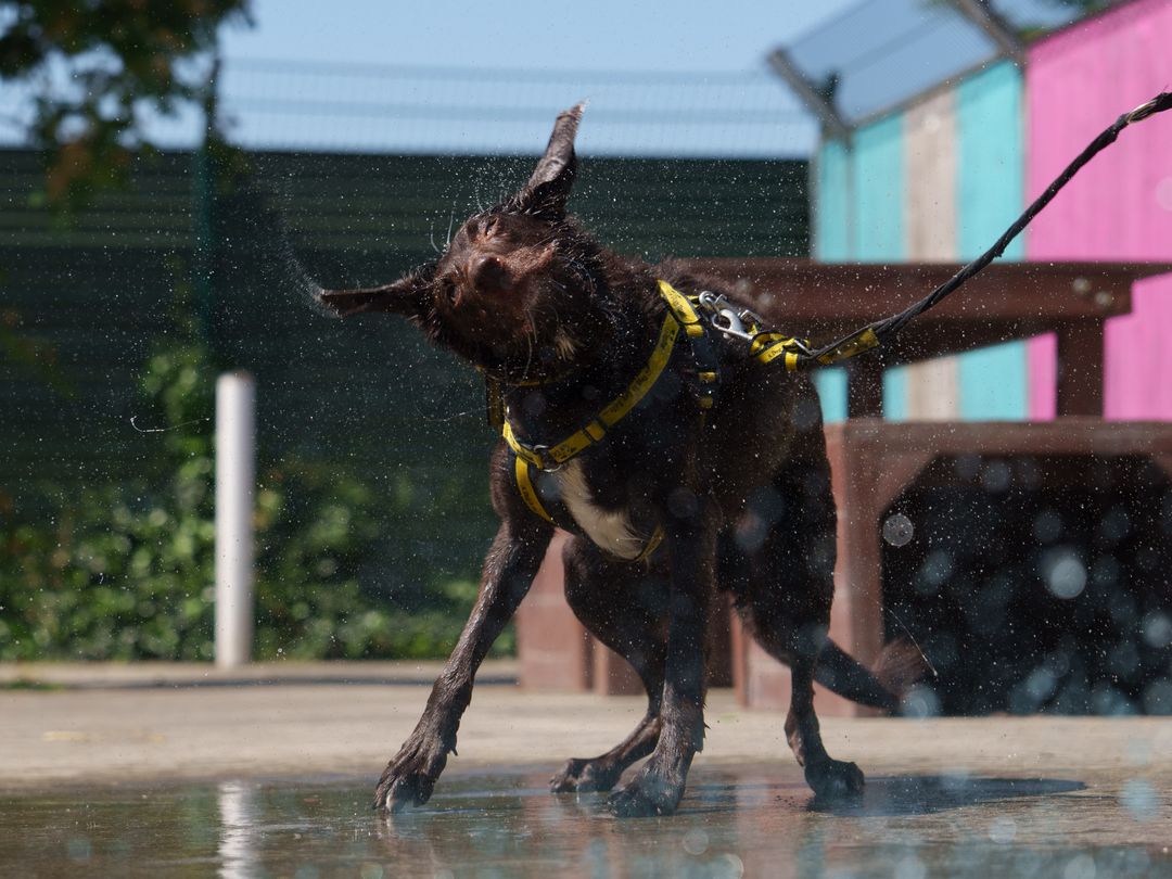 Dog in a Dogs Trust collar and harness shaking off after being in the water