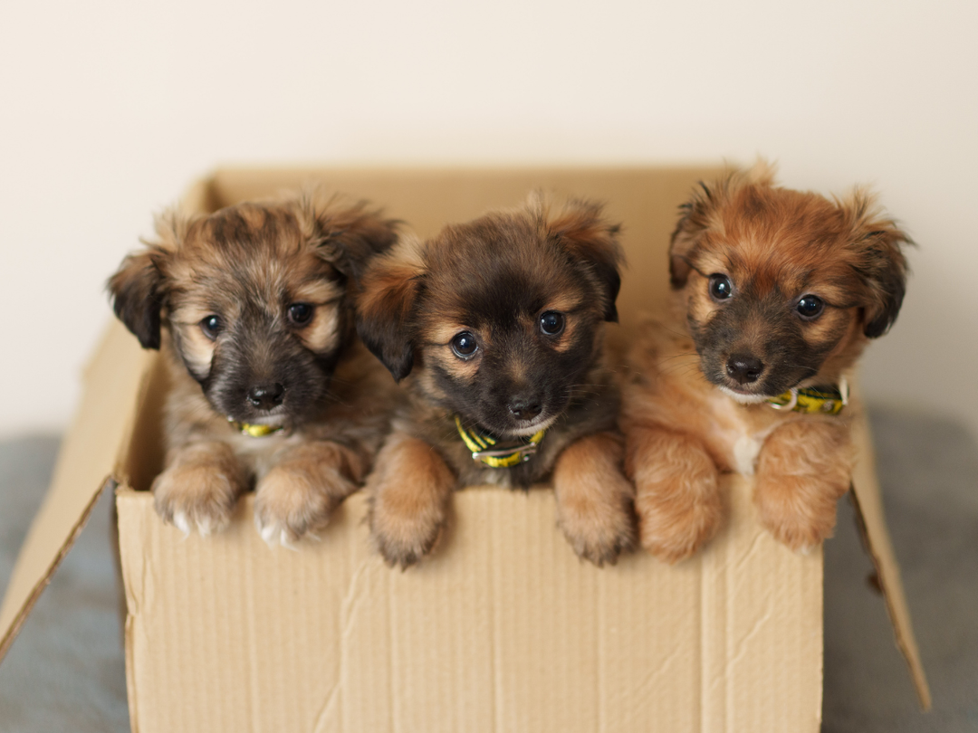 Three small fluffy brown puppies pictured sitting in a carboard box