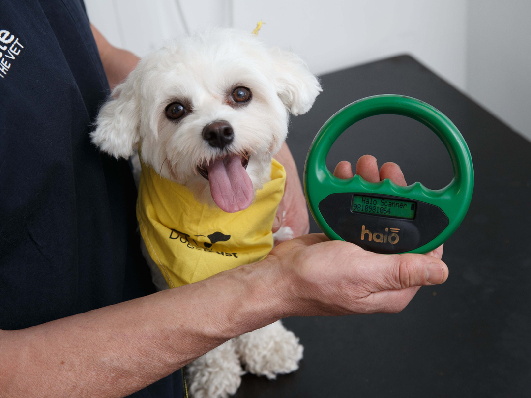 Small white dog in a yellow bandana being held by a vet after being scanned for a microchip. The vet is holding up the chip scanner