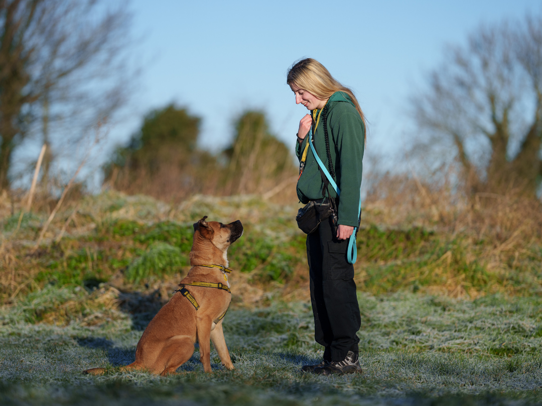 Large brown dog sitting in a field waiting for a treat while doing some training with a canine carer