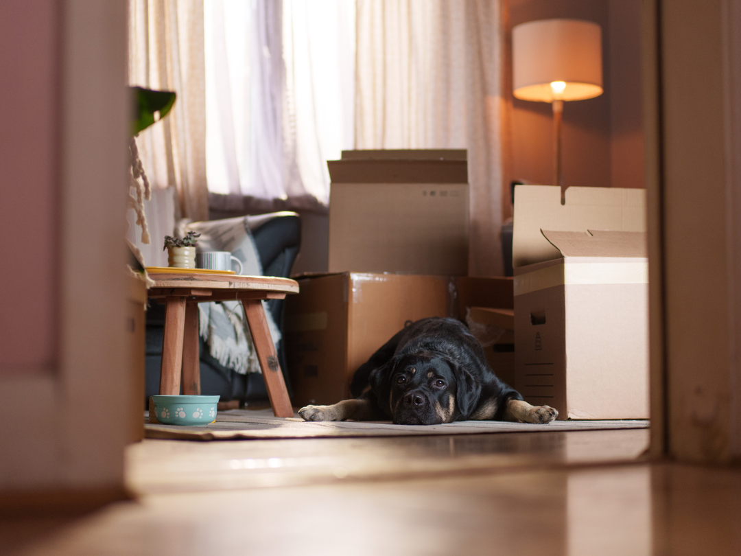 Large black dog lying down in a living room, surrounded by packed up cardboard boxes