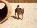 Teach your dog to run through a tunnel