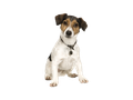 Jack Russell Terrier