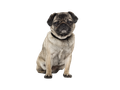 Pug