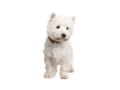 West Highland White Terrier