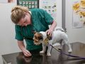 Veterinary Nurse