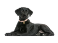 Labrador