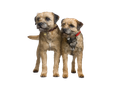 Border Terrier