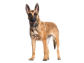 Belgian Malinois