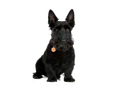 Scottish Terrier (Scottie)