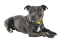 Staffordshire Bull Terrier