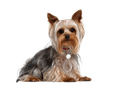 Yorkshire Terrier (Yorkie)