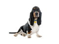 Basset Hound