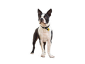 Boston Terrier