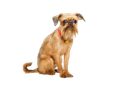 Brussels Griffon