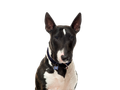 Bull Terrier