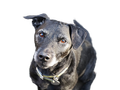 Patterdale Terrier