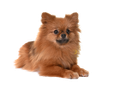 Pomeranian