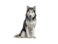 Siberian Husky