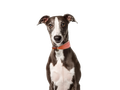 Whippet