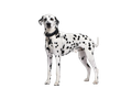 Dalmatian