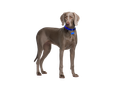 Weimaraner