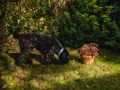 Sniff-ari at Home