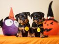 Helpful Hints for a Happy Halloween as 1 in 3 Dogs Struggle