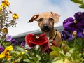 Beware of Blooms: Dogs Trust Issues Spring Safety Advice