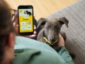 Dogs Trust Launch Their First Digital Training Platform 