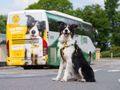 Dogs Trust & Swords Express Partner to Drive Adoptions
