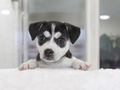 Navigating the early days: Understanding Your Puppy