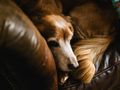 The Senior years: Understanding Your Mature dog 