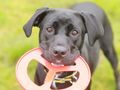 The Teenage Phase: Understanding Your Adolescent Dog