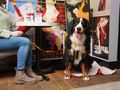 Dogs Trust Marks 8th National Dog Friendly Ireland Day