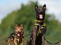 Larger Dogs Wait Almost Twice as Long for Forever Homes 