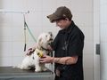 57% of Irish dog owners struggle to access professional dog services as Dogs Trust launches new Lead and Learn Academy