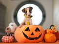Survey Reveals over 50% of Dogs Experience Firework Fear  