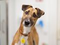 Dogs Trust Concerned at Increase in Dogs Being Euthanised in Pounds